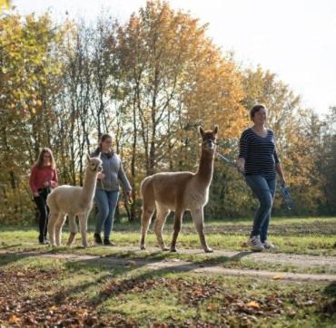 Niedergerner Alpaka Ranch Lejlighed Haiming Eksteriør billede